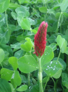 Crimson clover is a beautiful and useful cover crop. Credit Kathryn Simmons