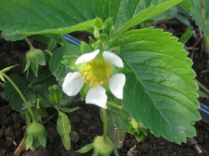 Healthy unfrosted strawberry flower. Credit Kathryn Simmons